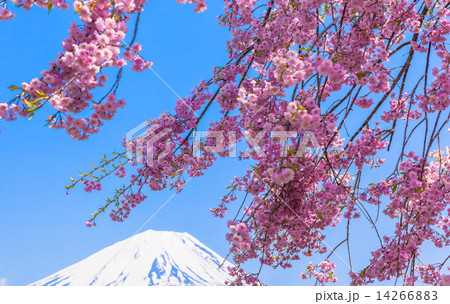 枝垂桜の下の富士山 14266883