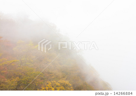 霧中の紅葉 14266884