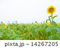 一輪のひまわり 14267205