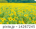 南知多花ひろばのひまわり畑 14267245