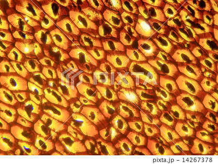 Plasmodesmata slice under the microscope, (Plasmodesma Sec.) 14267378