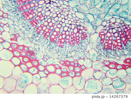Winter Jasmine leaf under a microscope (Leaf of Winter Jasmine C 14267379