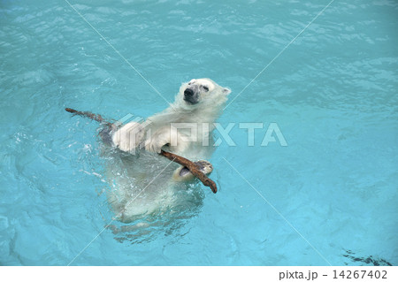 シロクマ 14267402