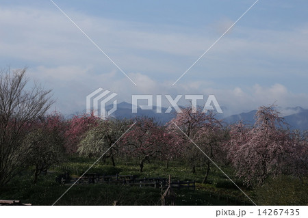 枝垂れ梅の公園 14267435