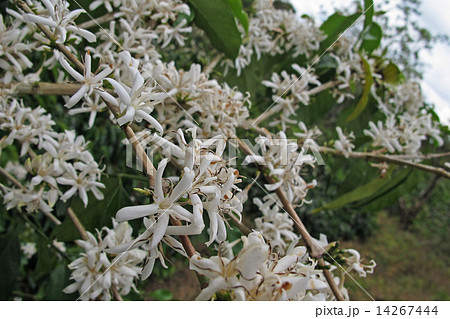 コーヒーの花 14267444