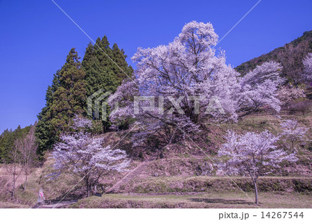 仏隆寺の春 14267544