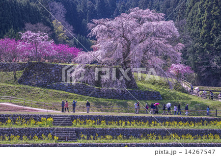 又兵衛桜　春らんまん 14267547