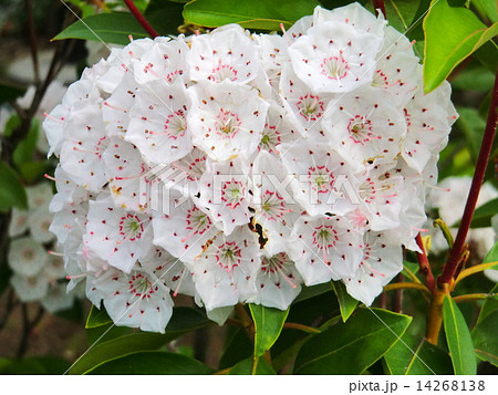 まるで金平糖のような蕾と五角形をしたカルミアの花。 14268138