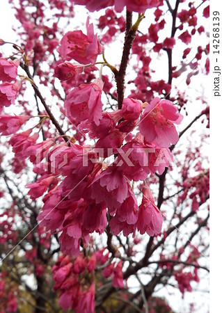 釣鐘状の可愛いピンクの花が下向きに咲く寒緋桜の花。 14268139