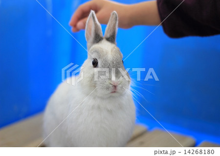 うさぎ 14268180
