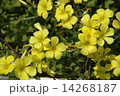 キバナオキザリス 14268187