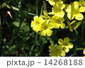 キバナオキザリスの花 14268188