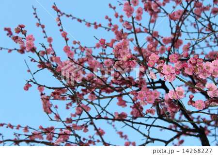 ほころび始めた美しい紅梅の花。 14268227