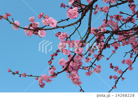 ほころび始めた美しい紅梅の花。 14268228