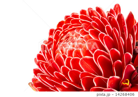 Torch ginger Torch ginger 14268406