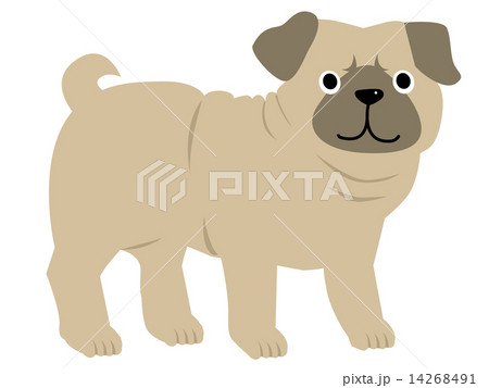 動物_犬パグ 14268491