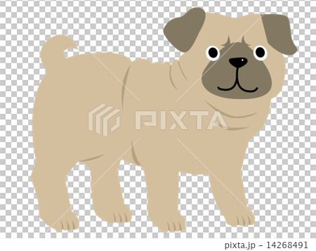 動物_犬パグ 14268491