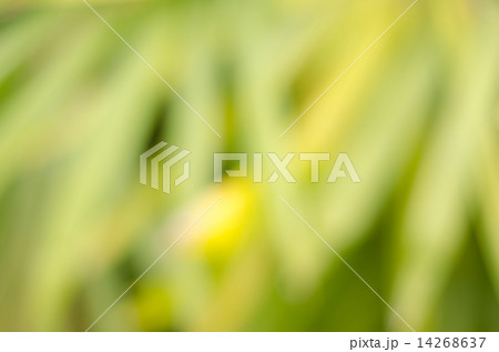 Abstract nature blur Abstract nature blur 14268637