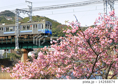 伊豆急行と河津桜 伊豆急行と河津桜 14268874
