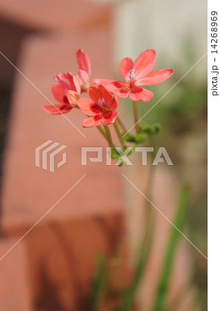 ヒメヒオウギアヤメ 14268969