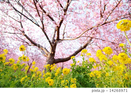 河津桜と菜の花 14268971