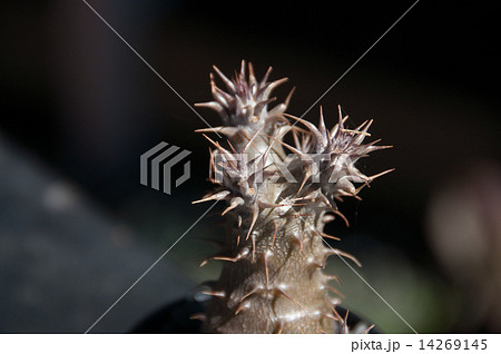パキポディウム・冬 14269145