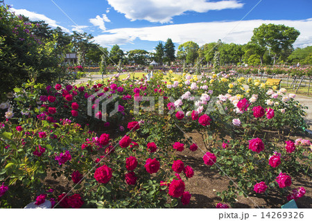 薔薇咲く敷島公園４ 14269326