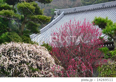 常立寺と紅梅 14269511