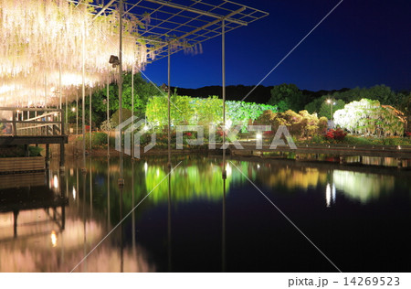 足利フラワーパー藤棚ライトアップ 足利フラワーパー藤棚ライトアップ 14269523