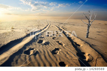 Sand desert 14269569