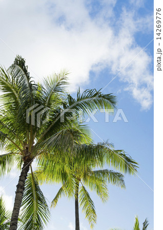 ヤシの木 ヤシの木 14269776