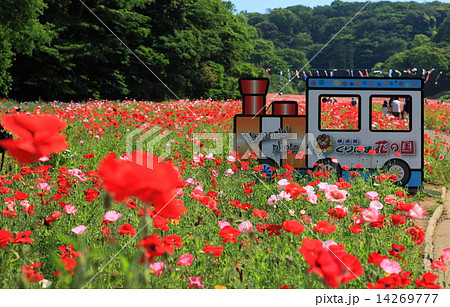 くりはま花の国のポピー 14269777