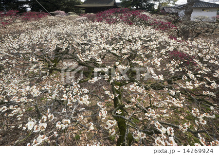 道明寺天満宮点景 梅林 道明寺天満宮点景 梅林 14269924