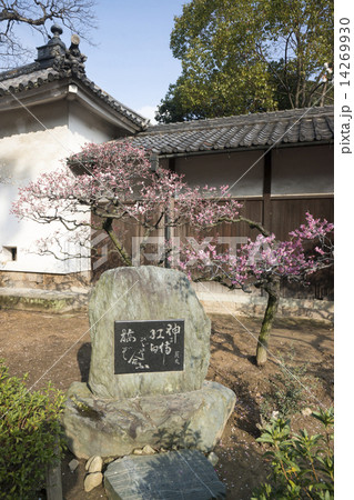 道明寺天満宮点景 梅林 道明寺天満宮点景 梅林 14269930
