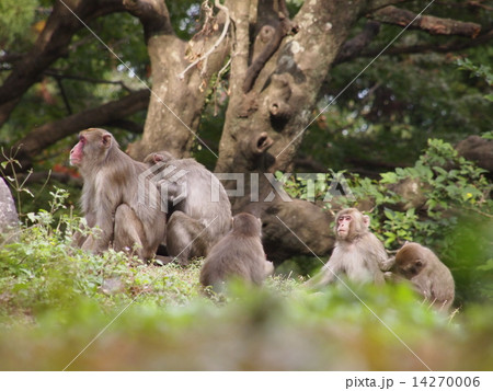 大分県高崎山の猿 14270006