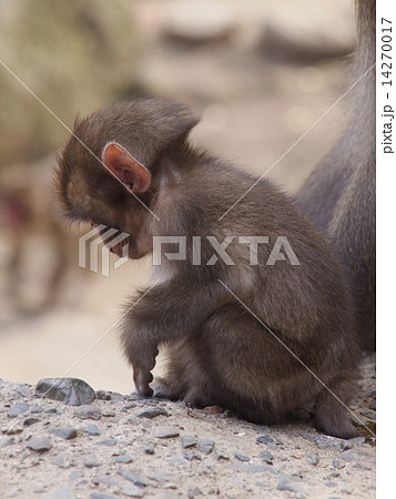大分県高崎山の猿 大分県高崎山の猿 14270017