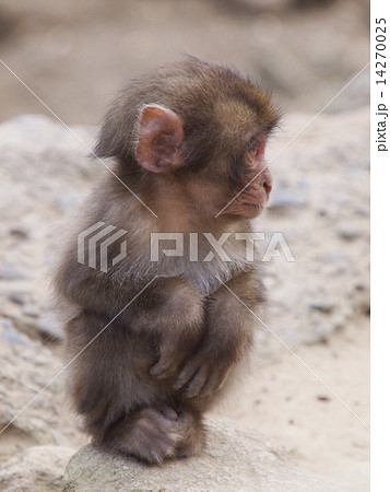 大分県高崎山の猿 大分県高崎山の猿 14270025