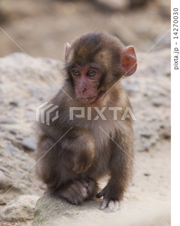 大分県高崎山の猿 大分県高崎山の猿 14270030