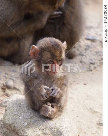 大分県高崎山の猿 大分県高崎山の猿 14270034