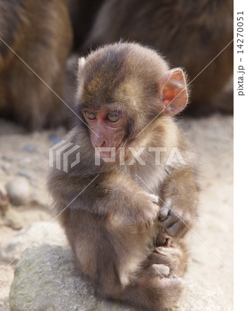大分県高崎山の猿 大分県高崎山の猿 14270051