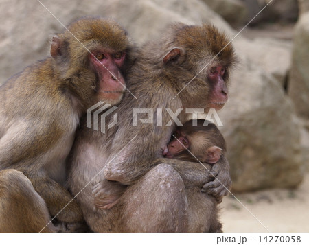 大分県高崎山の猿 大分県高崎山の猿 14270058