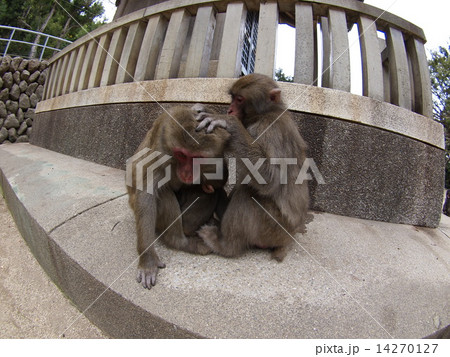 大分県高崎山の猿 14270127