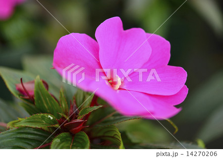 ニューギニアインパチェンス 14270206