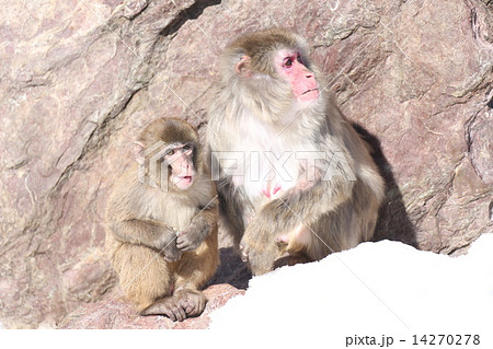 猿 猿 14270278