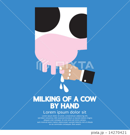 Milking of a Cow 14270421