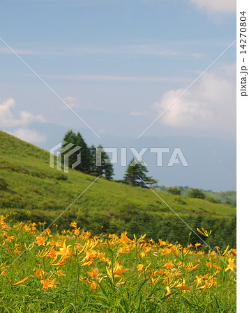 ニッコウキスゲ 14270804