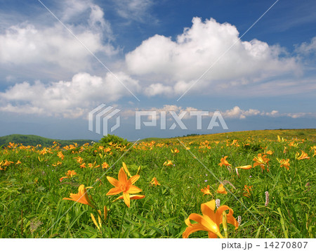 ニッコウキスゲ 14270807