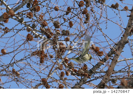 青空に野鳥のマヒワ_5 青空に野鳥のマヒワ_5 14270847