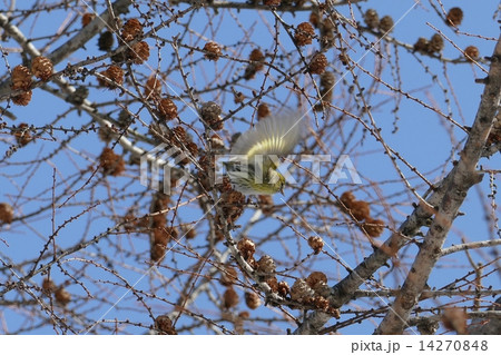 青空に野鳥のマヒワ_6 青空に野鳥のマヒワ_6 14270848