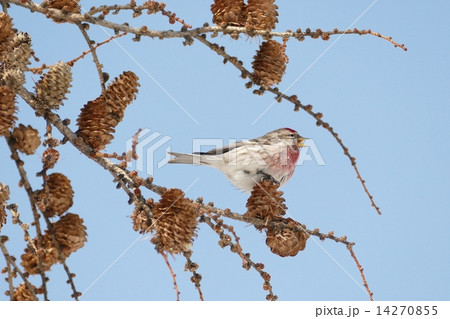 青空に野鳥のベニヒワ_8 青空に野鳥のベニヒワ_8 14270855